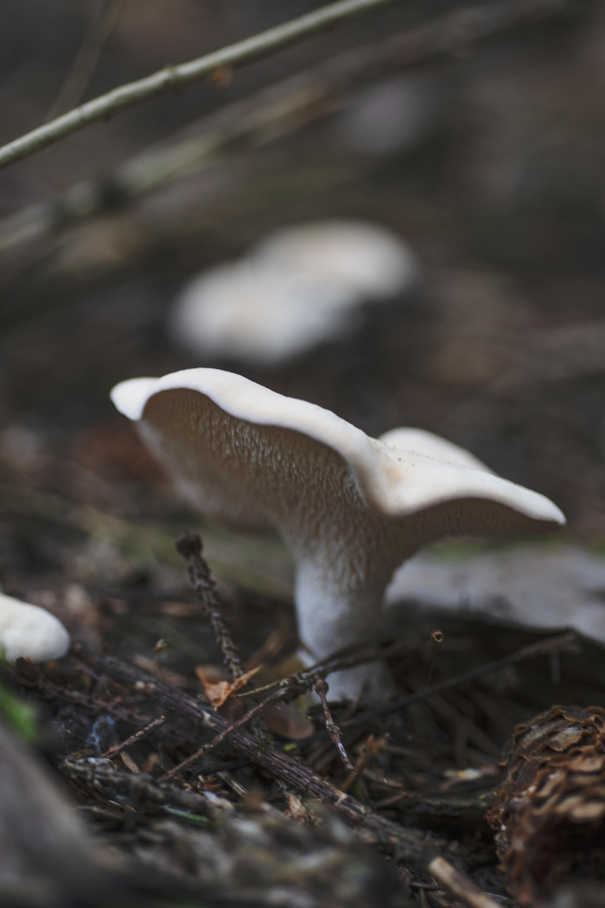 https://www.renmat.no/photos/3_Artikler/DSC_0214_l-lys-piggsopp.jpg