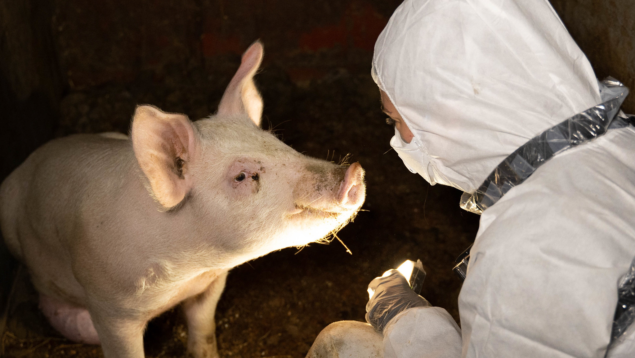 I møte meg gris på inspeksjon av grisegård