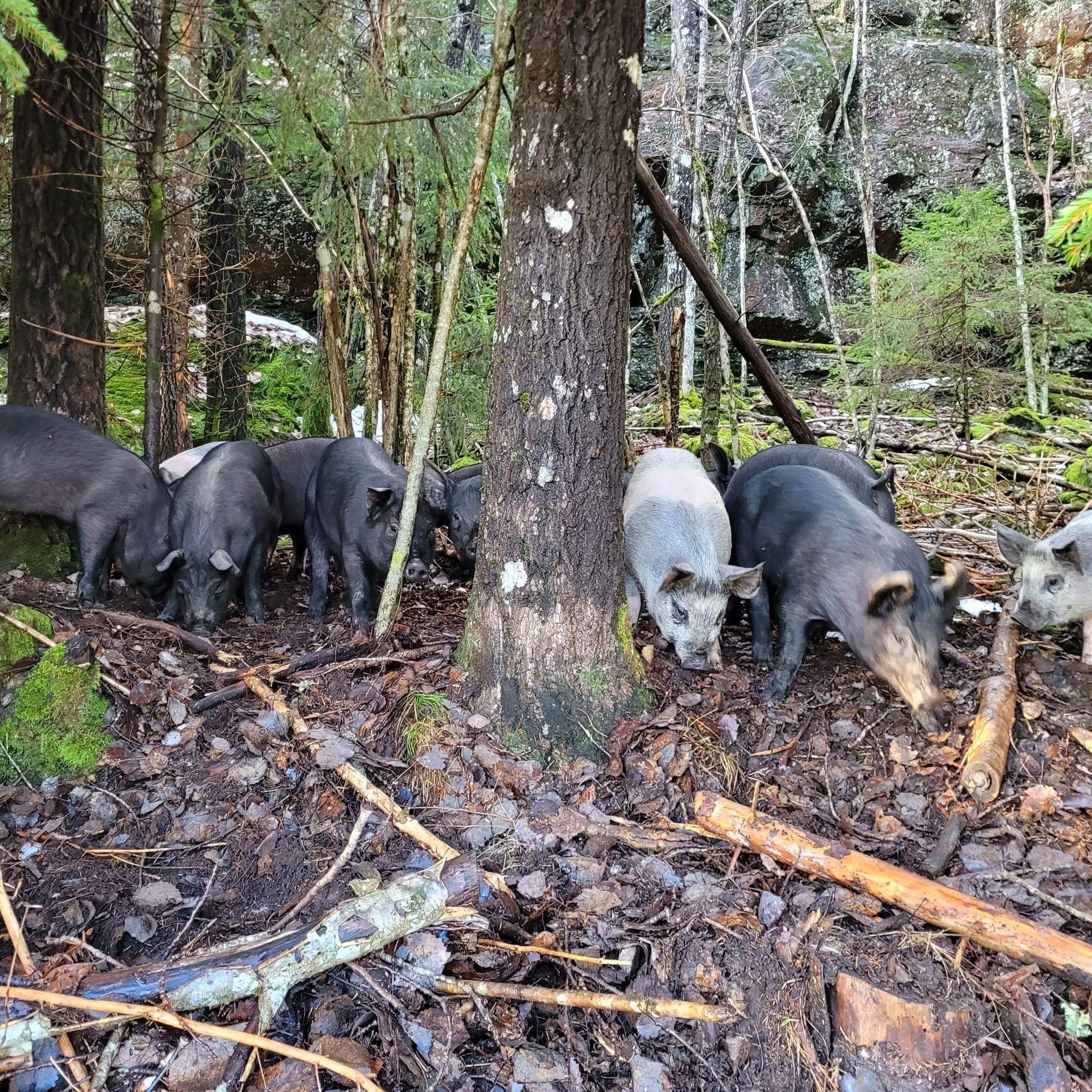 Svin på skogen hos Nybo Regenerative Gård