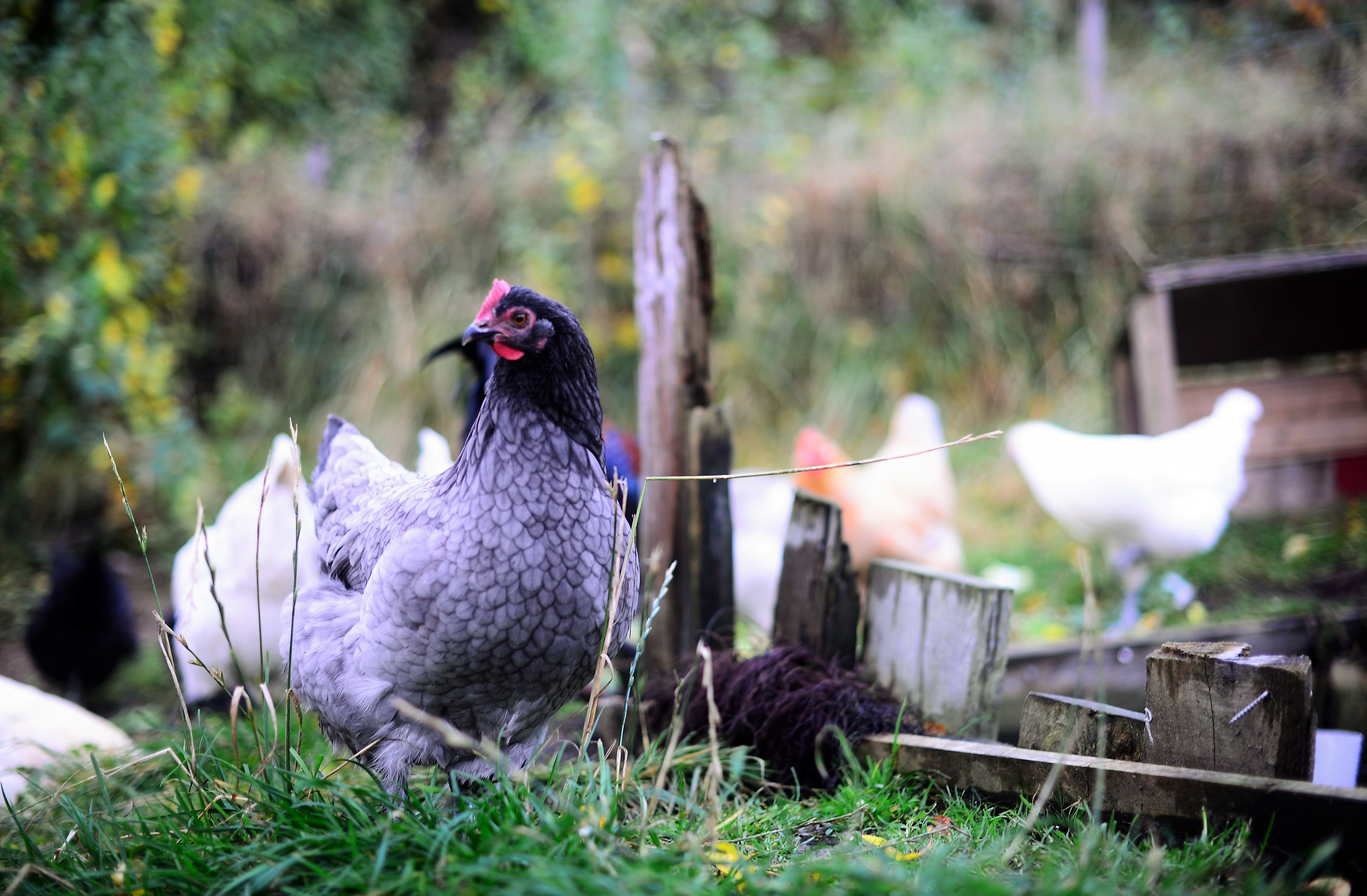 Høner i gresset
