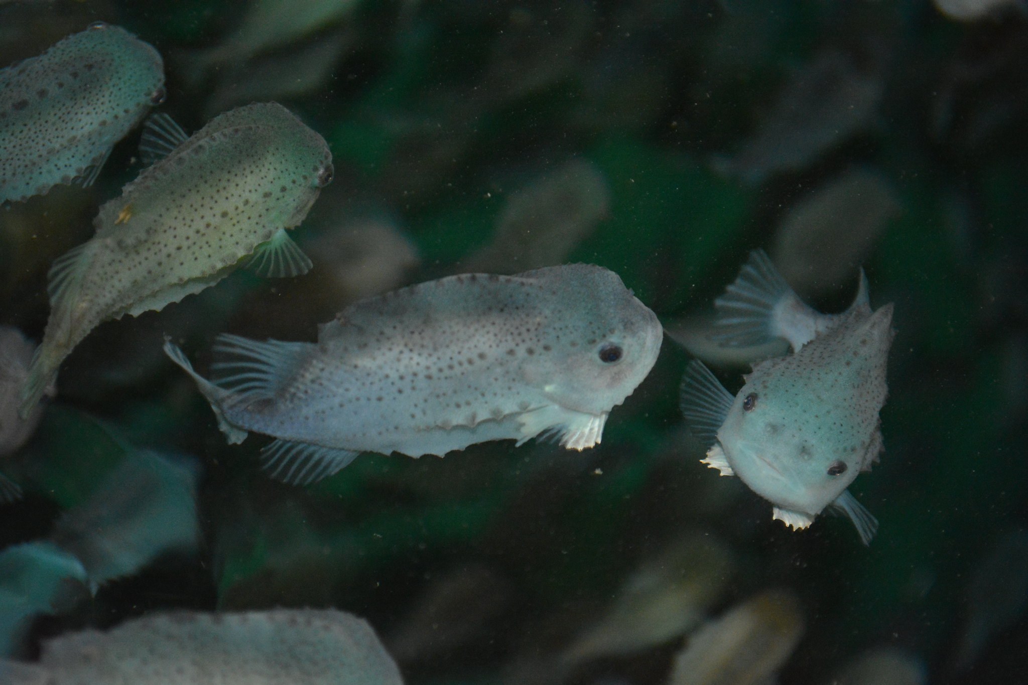 Fiskevelferd er også dyrevelferd