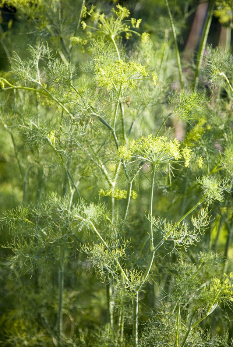 Blomsterdill