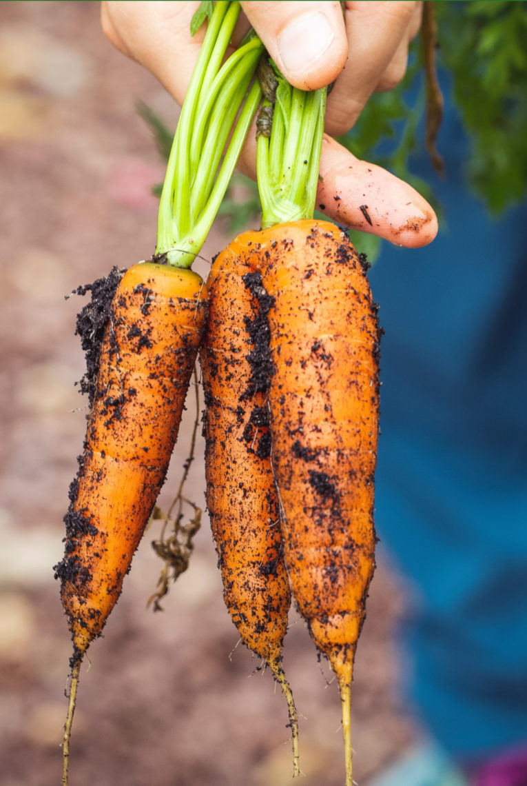 Agriculture Carrots Dirty