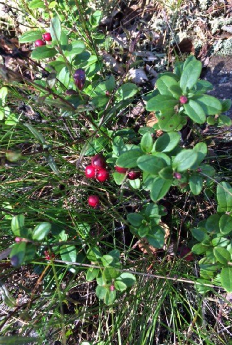 tyttebaer sertifisering av vilt 25