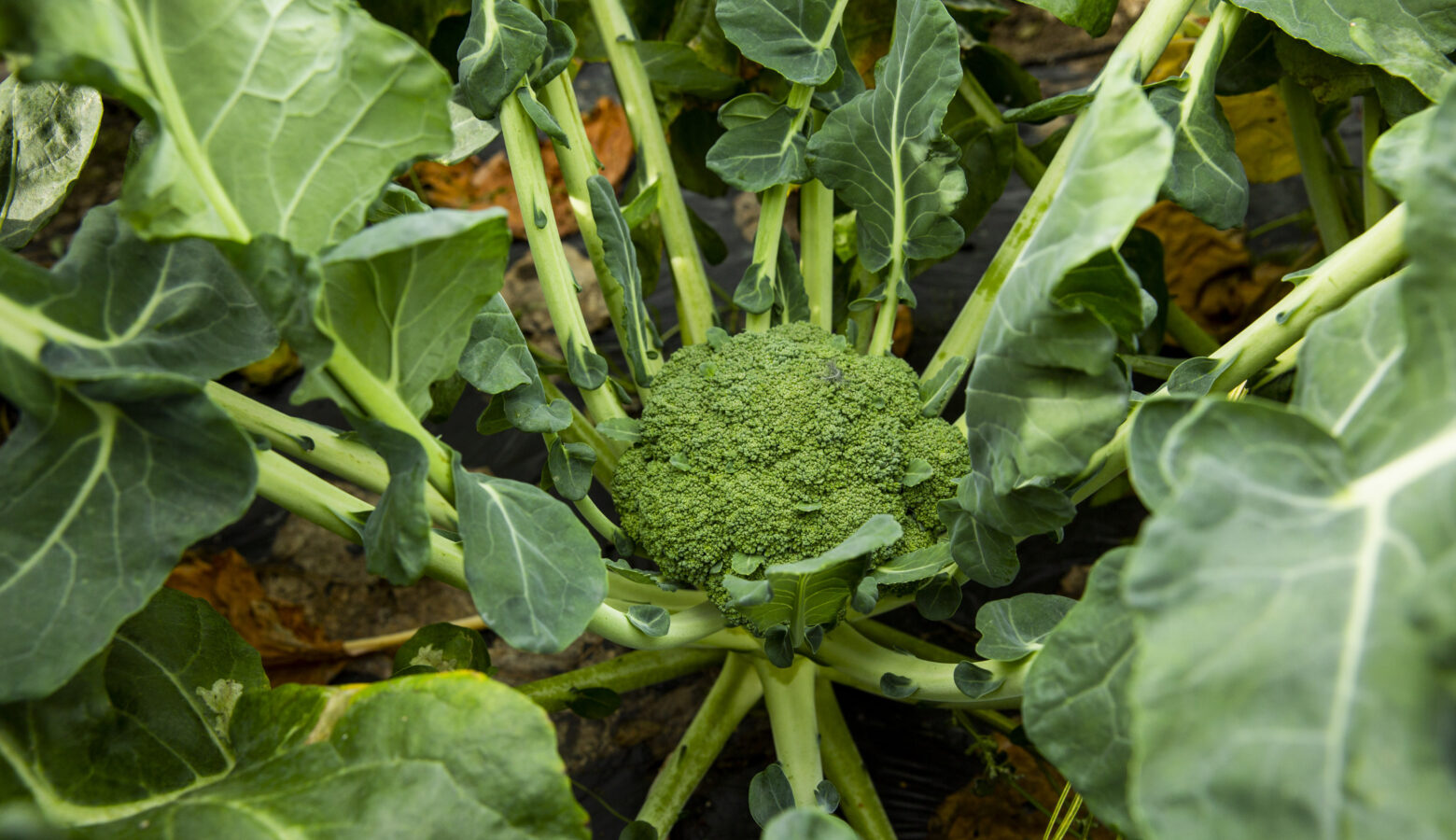 Anders Horthe Jo Straube Brokkoli