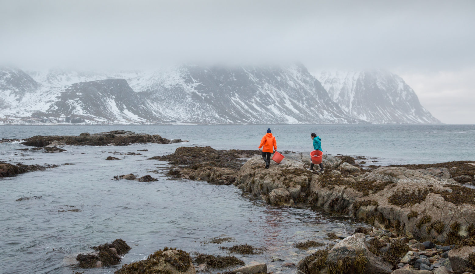 Lofoten Seaweed