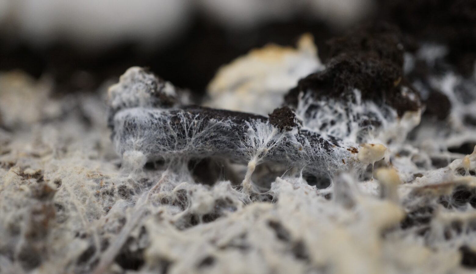 Mycelium Alison Harrington CC BY SA