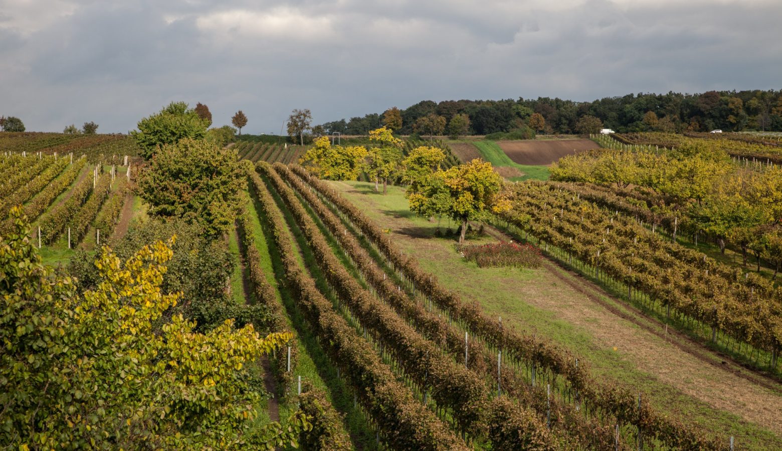 Vinmarkene Hos Biodynamiske Krasna Hora I Tsjekkia Foto Krasna Hora