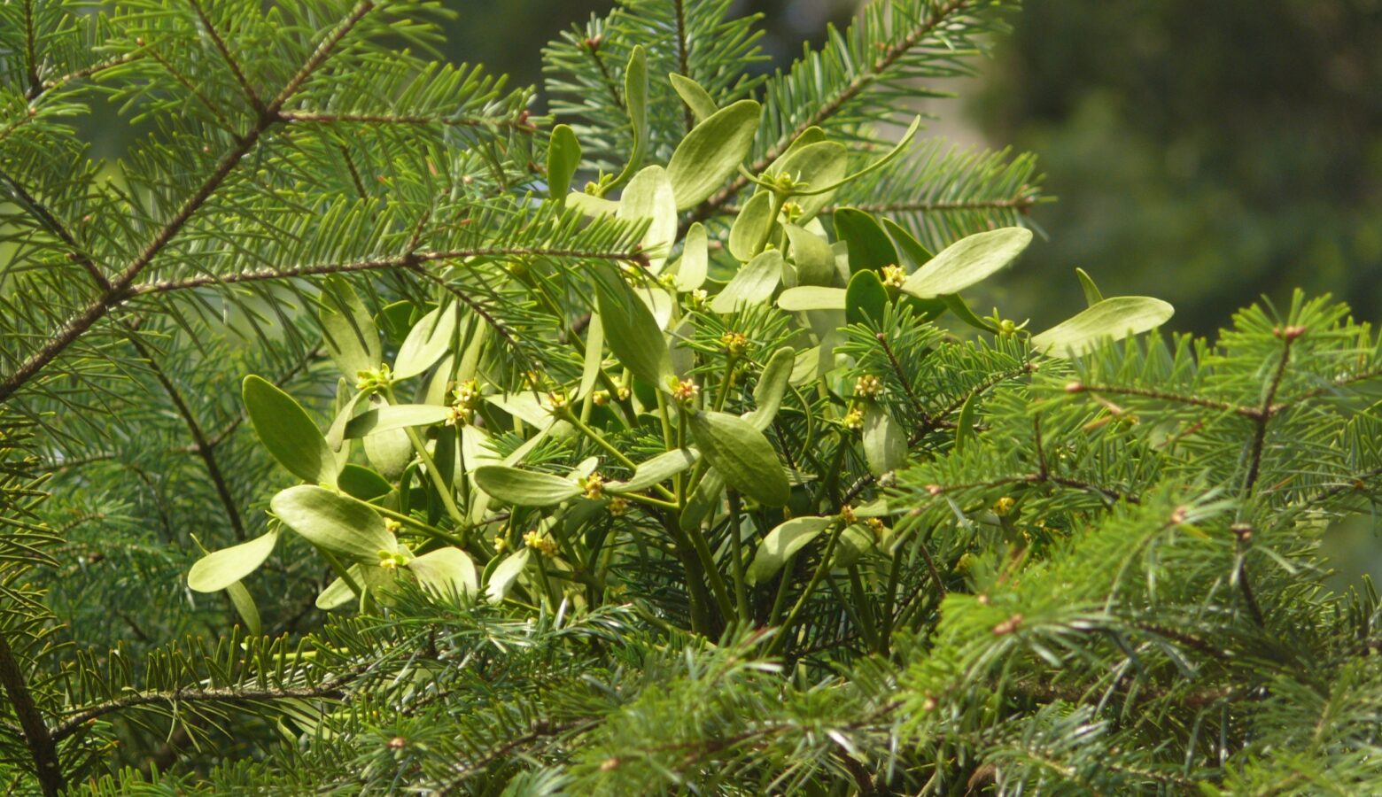 Viscum album subsp abietis 300314