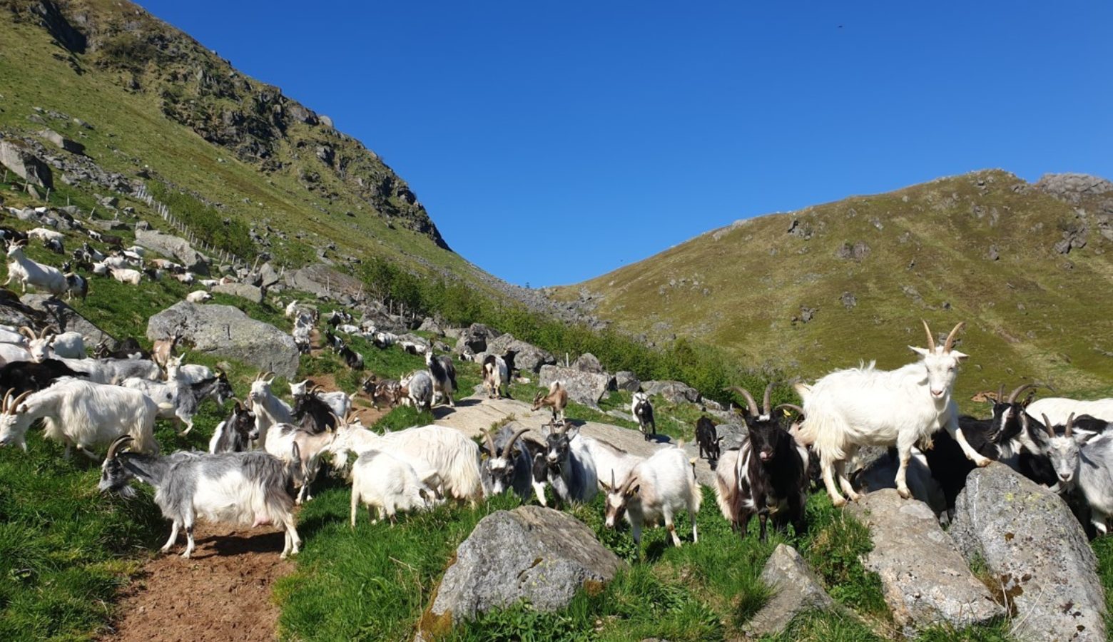 Geiter Lofoten Gy