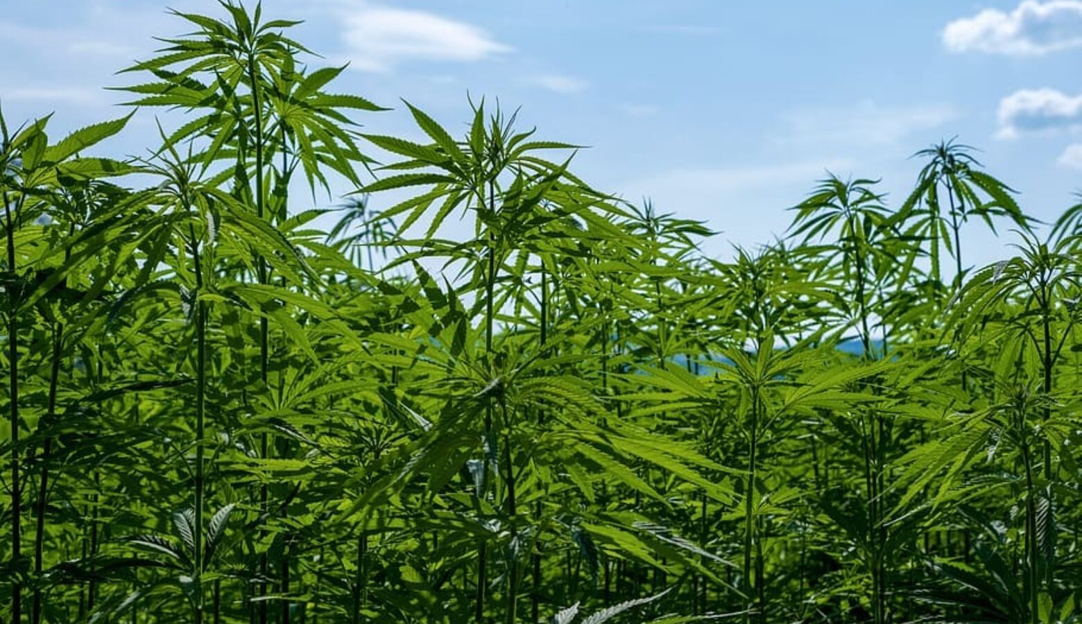 Hemp cannabis sativa nature crop agriculture hemp field foto PXFUEL