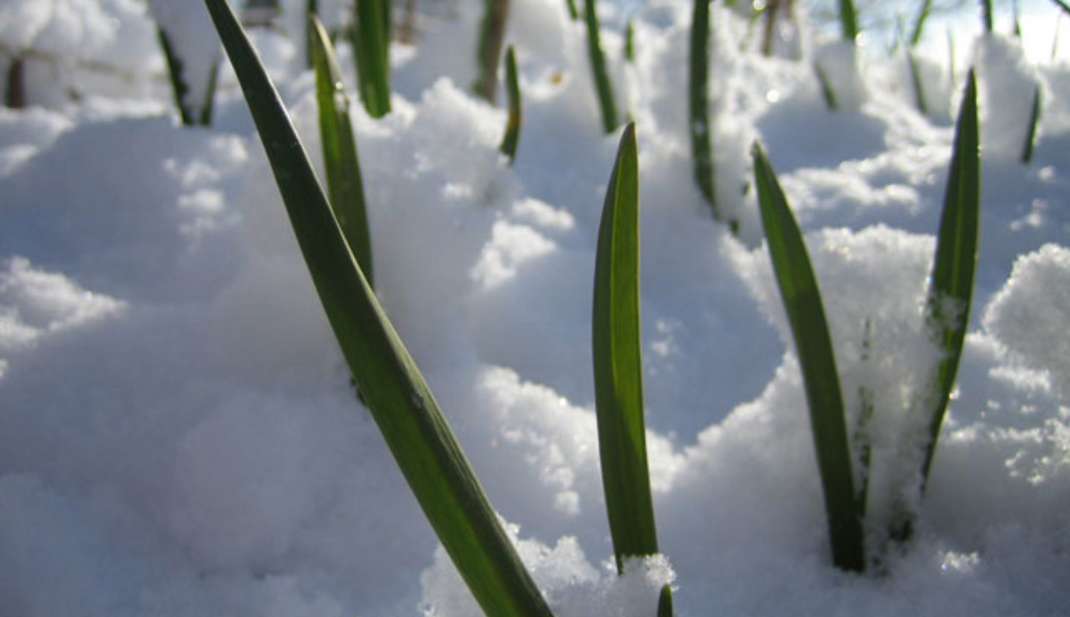 Hvitløk Vinter