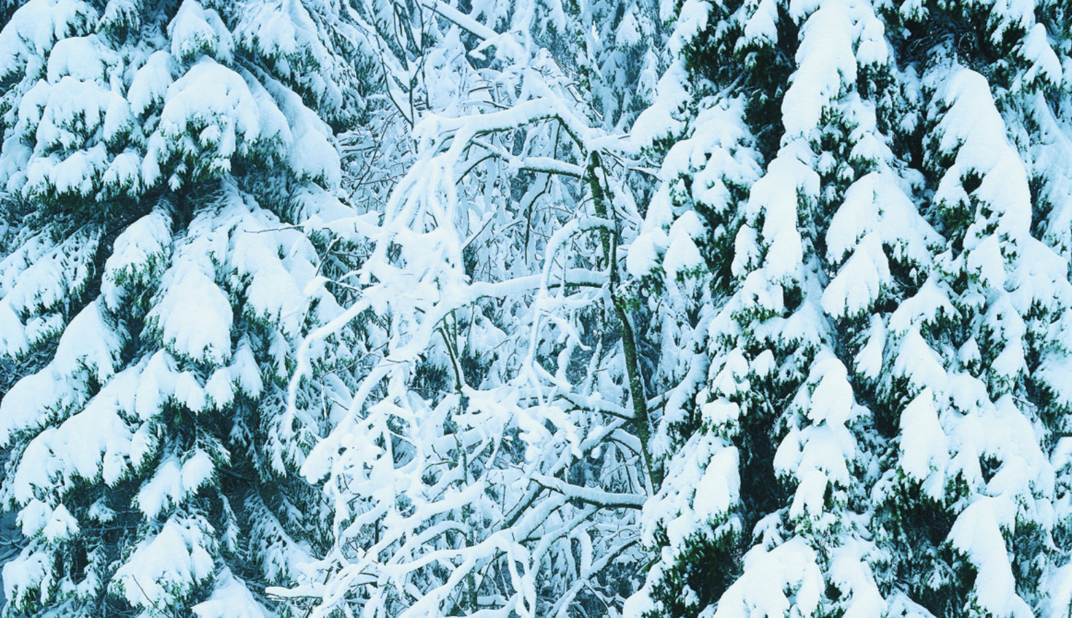 Snodekt Skog Foto Morten Brun