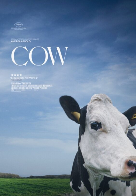 Cow film