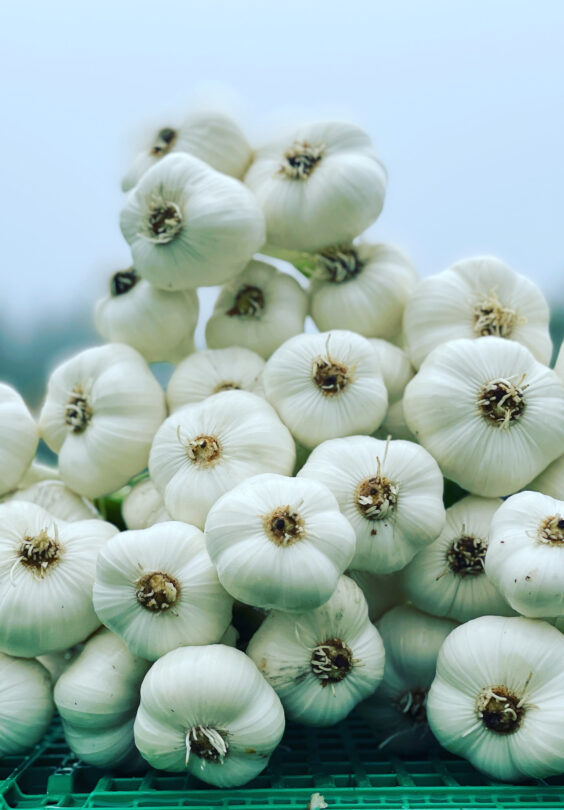 Hvitlok fra Slaepen gard foto Fredrik Magnussen