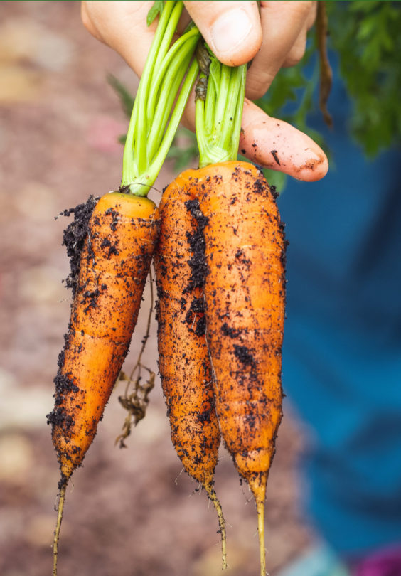 Agriculture Carrots Dirty