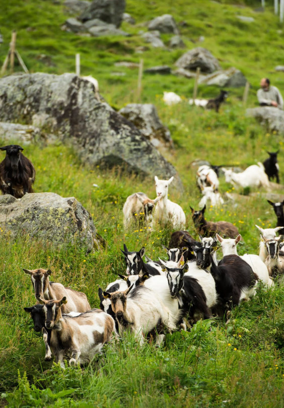 Killingerpaasaupstad Debio Heia Folk