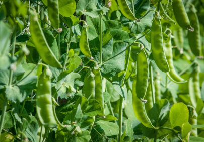 Hovedbilde Tidlig Gronn Sabel 1 Solhatt Okologisk Hagebruk As