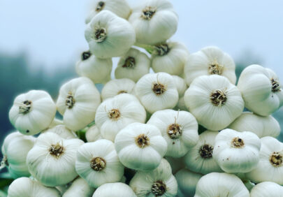 Hvitlok fra Slaepen gard foto Fredrik Magnussen