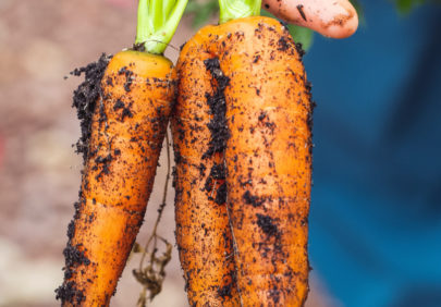 Agriculture Carrots Dirty