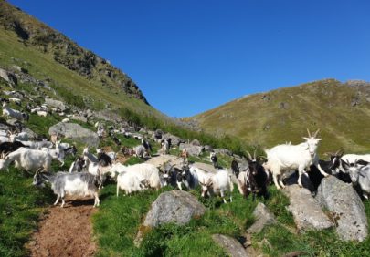 Geiter Lofoten Gy