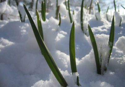 Hvitløk Vinter