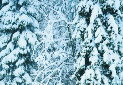 Snodekt Skog Foto Morten Brun