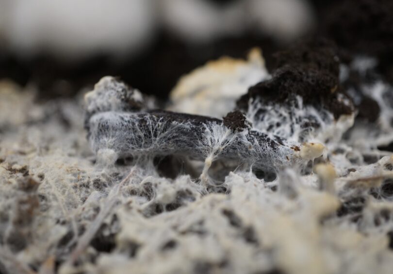 Mycelium Alison Harrington CC BY SA