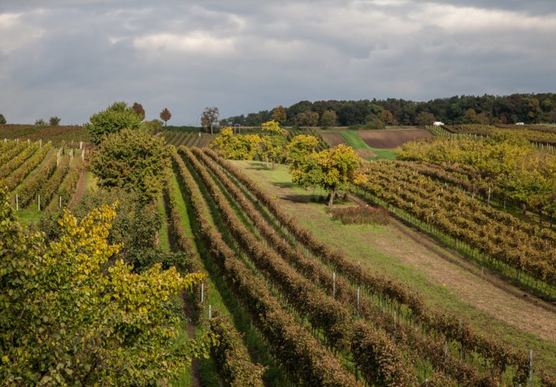 Vinmarkene Hos Biodynamiske Krasna Hora I Tsjekkia Foto Krasna Hora