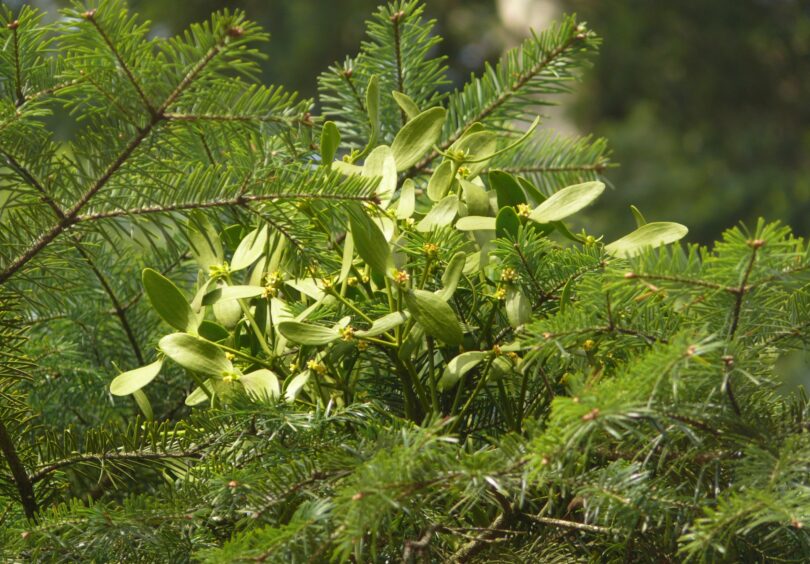 Viscum album subsp abietis 300314