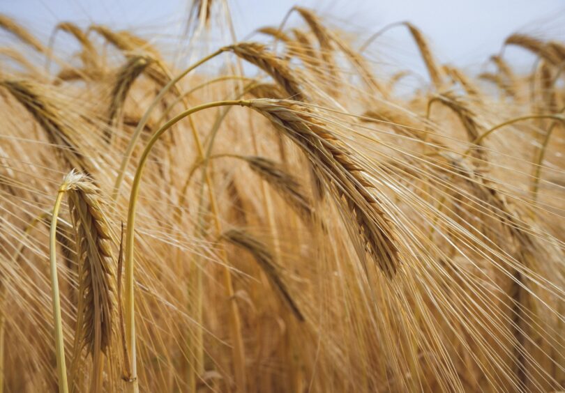 Ylante Koppens Pixabay