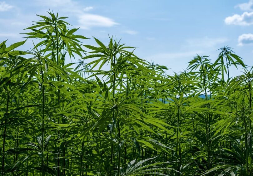 Hemp cannabis sativa nature crop agriculture hemp field foto PXFUEL