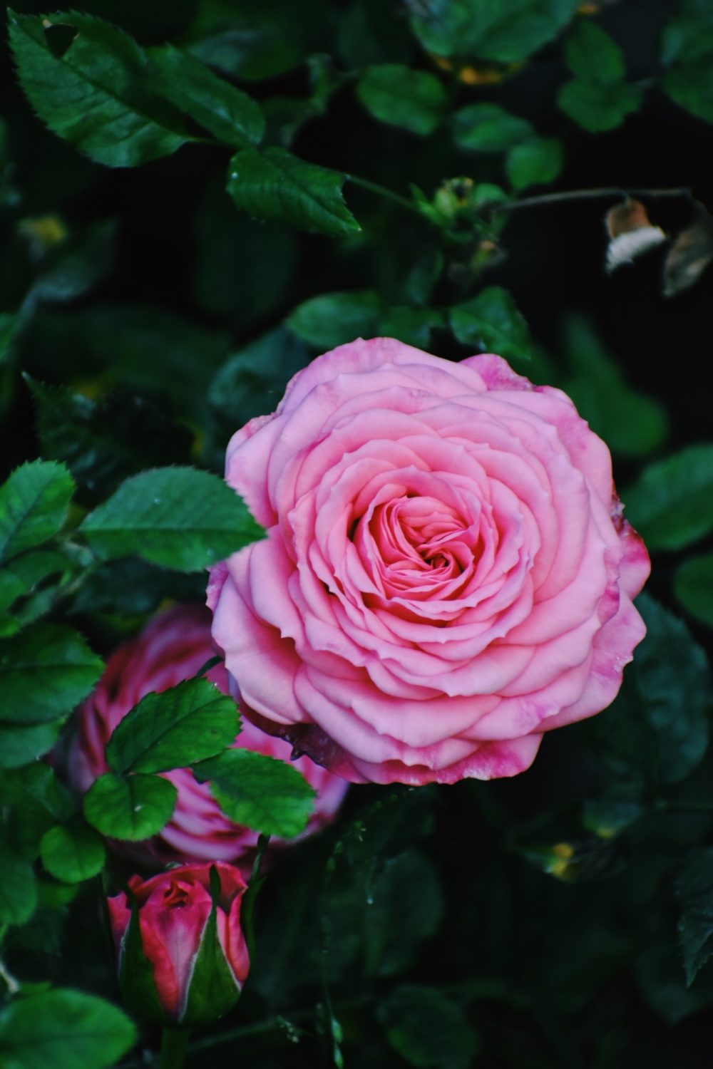 Belle Bollant 9 Bg18 Pg Ludo Unsplash