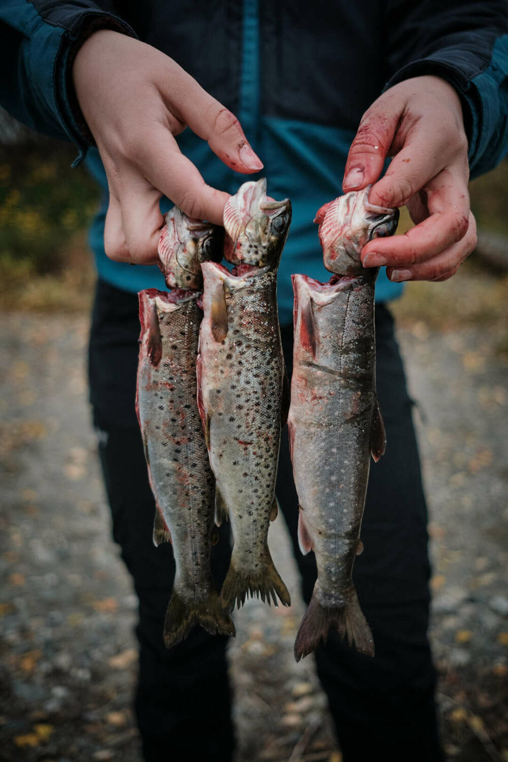 Snarrakafisk foto Hallvar Bugge Johnsen