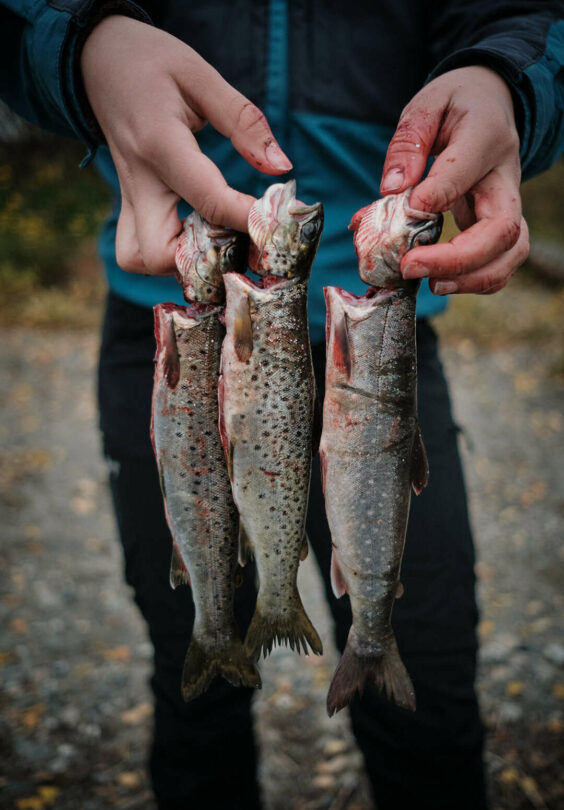 Snarrakafisk foto Hallvar Bugge Johnsen