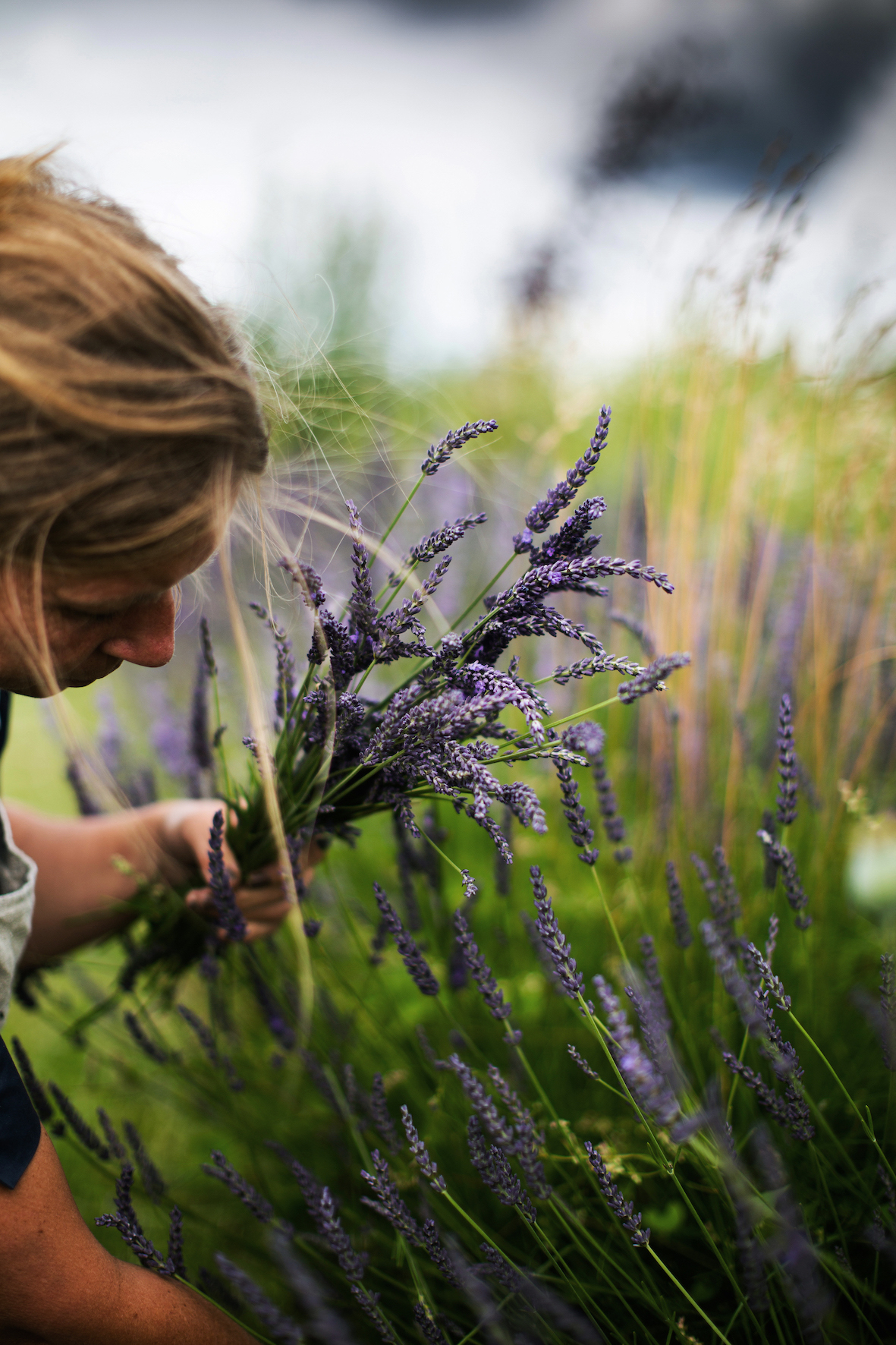 Plukker lavendel