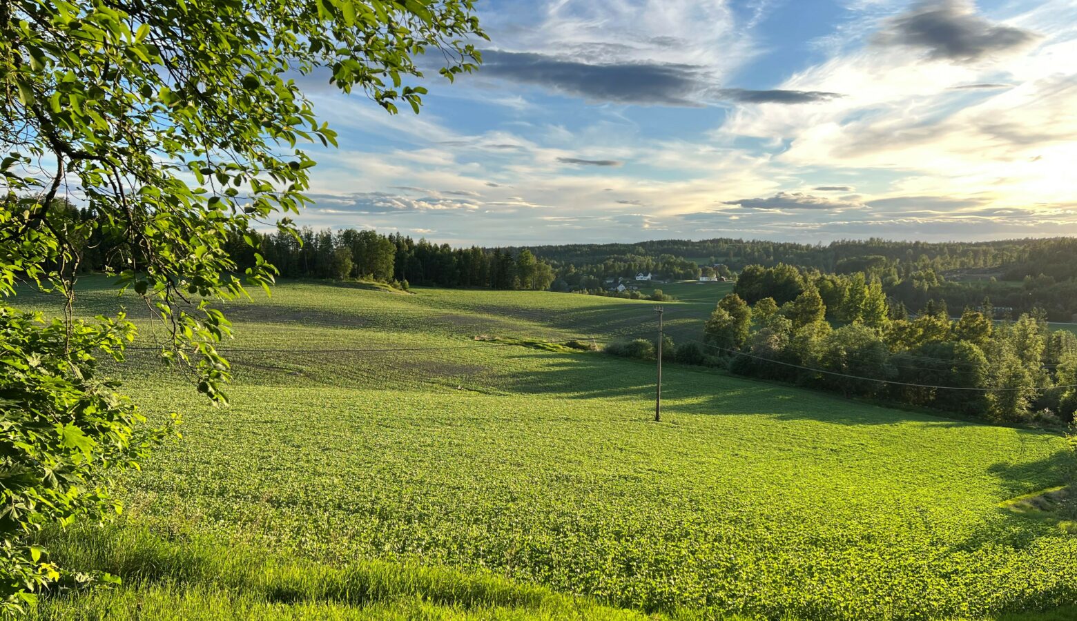 Akerbonner pa Fjeld Gard uten sproytespor