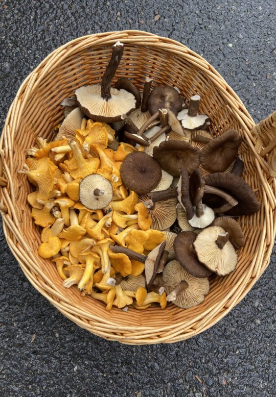 Sotriske og kantarell