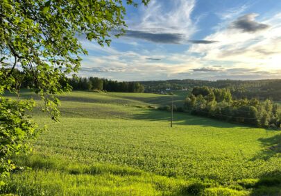 Akerbonner pa Fjeld Gard uten sproytespor